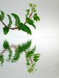 Branch above water