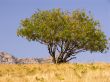 Tree on a background of the sky