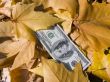 American dollars and autumn  leaves