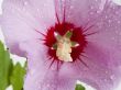 Flower Mallow