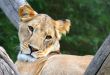 Lion In A Tree