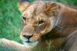 Female Lion