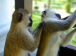 Grooming Time