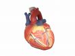 Anatomic Model