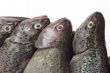 Fish heads