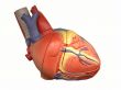 Model of the Heart