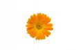 Marigold
