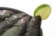 Rainbow Trouts