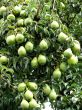 Pear Tree