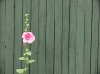 Floral Background