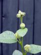 Alcea rosea