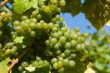 White grapes in the vineyard