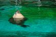 Sea lion taking a sunbath