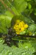 Water drops on the leafs of a Lady`s mantle