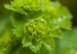 Water drops on the leafs of a Lady`s mantle