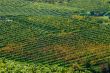 Colorful vineyard