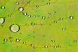 Water drops on the leafs of a Lady`s mantle