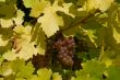  	White grapes in the vineyard