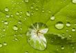 Water drops on the leafs of a Lady`s mantle