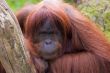 Sumatran Orangutan