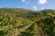 Colorful vineyard