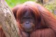 Sumatran Orangutan