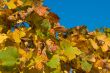 White grapes in the vineyard