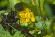 Water drops on the leafs of a Lady`s mantle