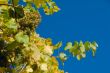 White grapes in the vineyard