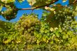  	White grapes in the vineyard