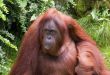 Sumatran Orangutan