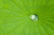  	Green Lotus leaf with water dro