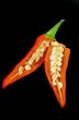 Chili Pepper 1