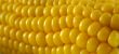 Fresh Corn 3