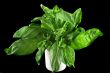 Fresh Basil