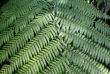 Rainforest Background 6