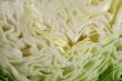 Fresh Cabbage 2