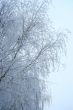 Winter landscape with the branches.