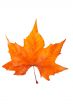 One maple leaf