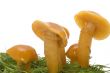 behind mushrooms