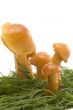 grass and mushrooms