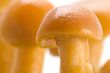 mushrooms cap macro