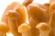 mushrooms in oil