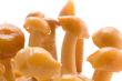yellow mushrooms