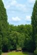 Huge trees, clouds and stairs