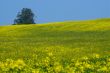  	Canola Fields in the autumn sun