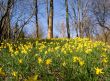 Flourishing daffodils