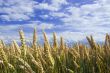 Wheat field with blue sky