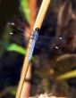 Blue Dragonfly Macro