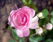 Pink Sweetheart Rose